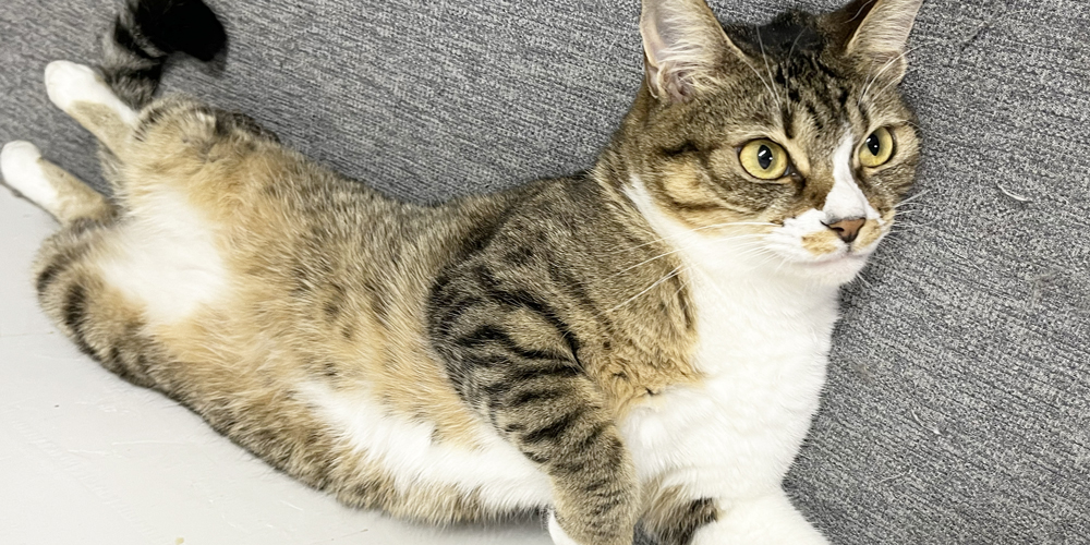 こんなアロマは注意!猫のアロマオイル中毒