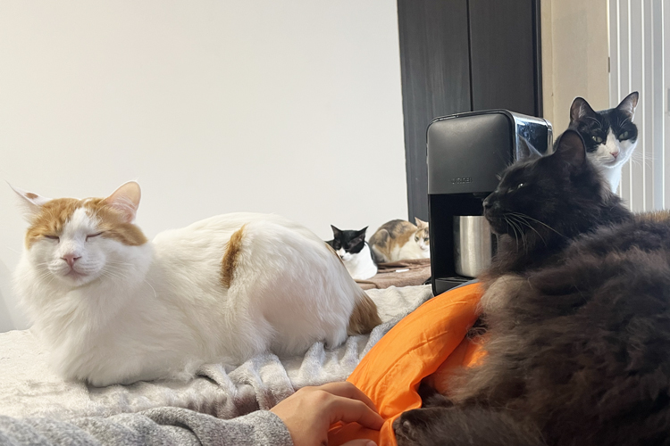 猫の脱走を阻止する方法