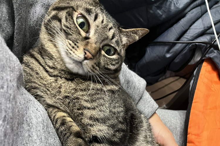 猫の性格がきつい!04