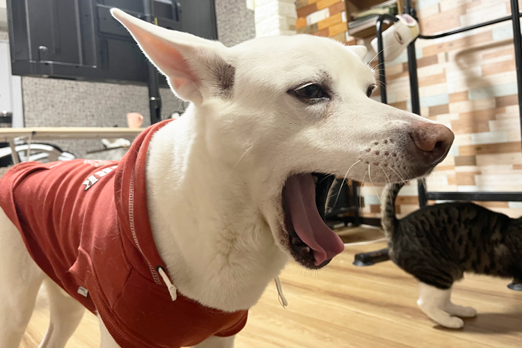 あくびをする愛犬ハク