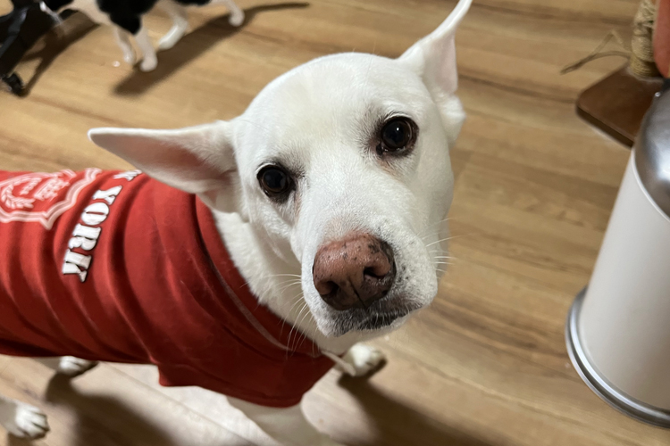 飼い主を見つめる愛犬ハク