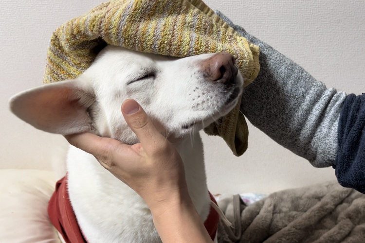 犬の体の汚れ落とし