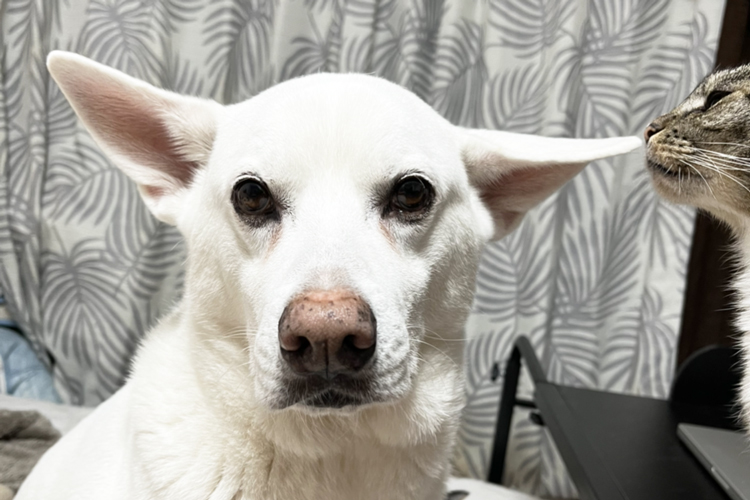 飼い主を見つめる愛犬ハク