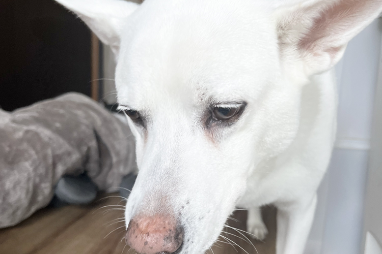 飼い主を見つめる愛犬ハク
