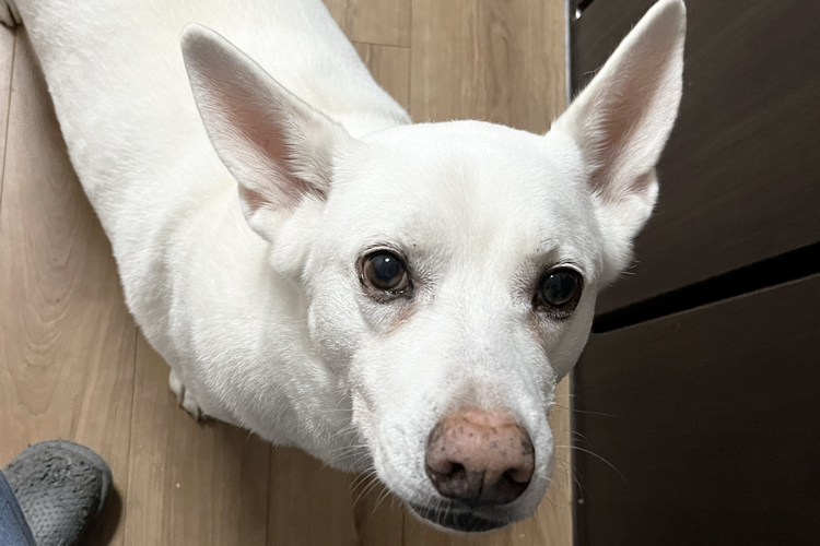 飼い主を見つめる愛犬ハク