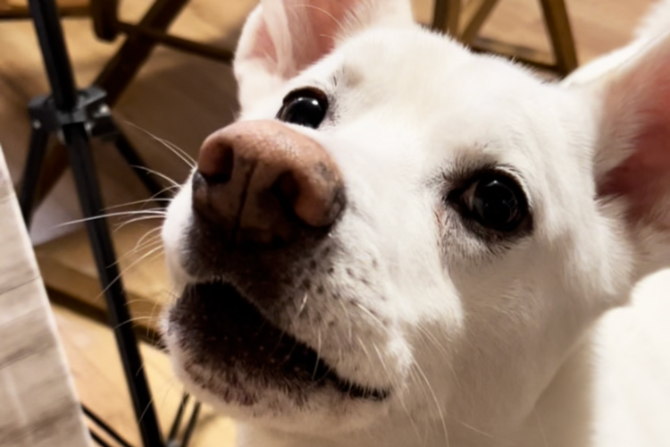 よくわからない愛犬ハク