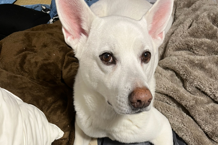 愛犬ハクの困った顔