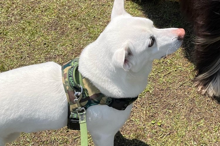 イベント会場での愛犬ハク