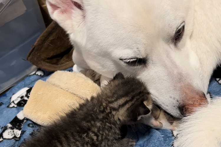 子猫に優しい愛犬ハク