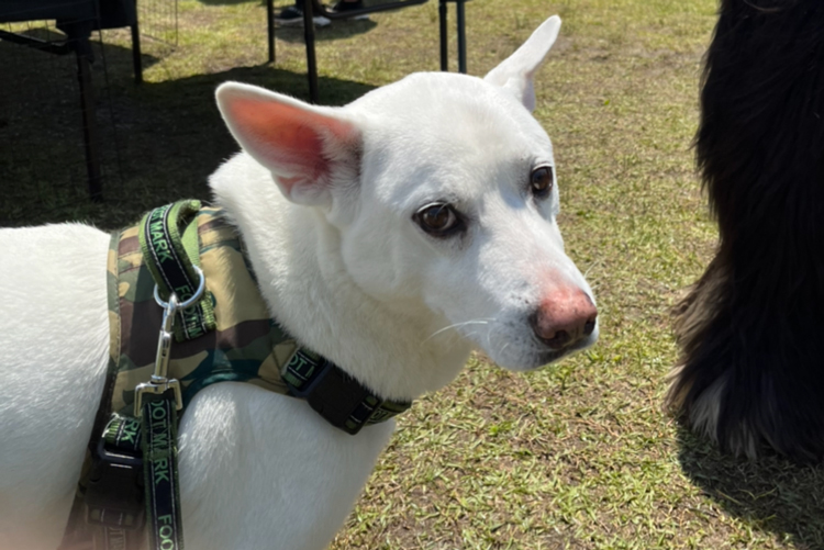 構ってほしい愛犬ハク