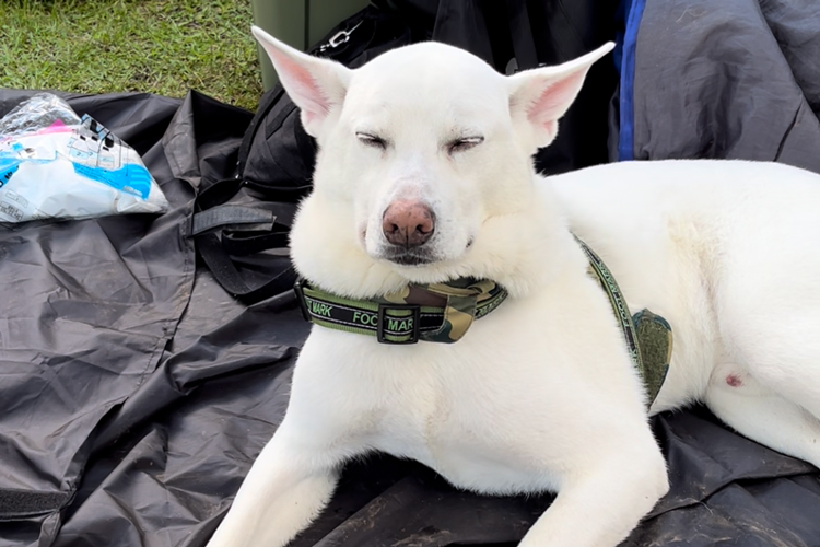 眠たい愛犬ハク