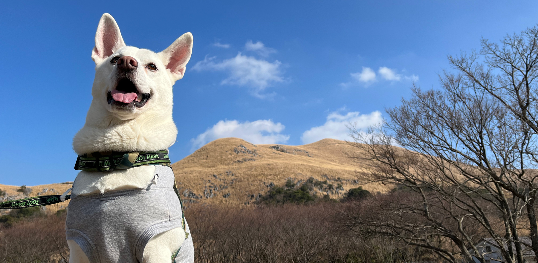 大切な愛犬の健康は飼い主が守る