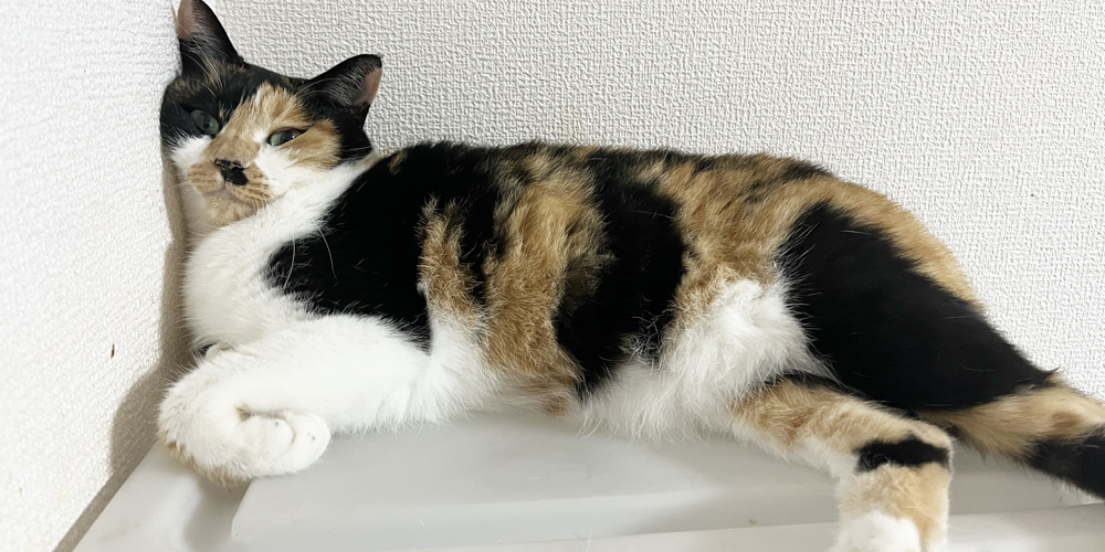 誤食から猫を守るための安全対策