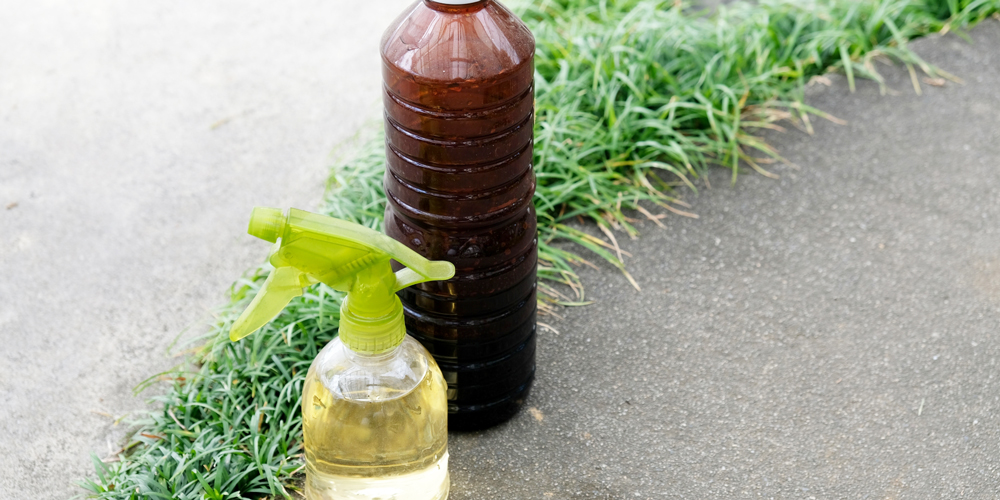 観葉植物に木酢液をかける