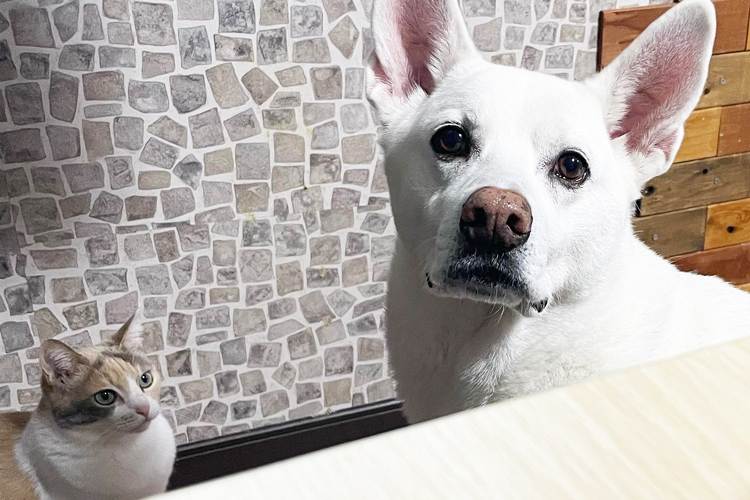 犬の体についた汚れ