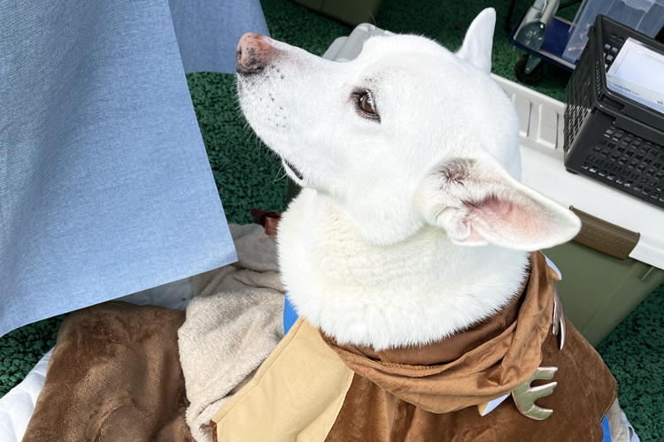 シャンプー嫌いの犬