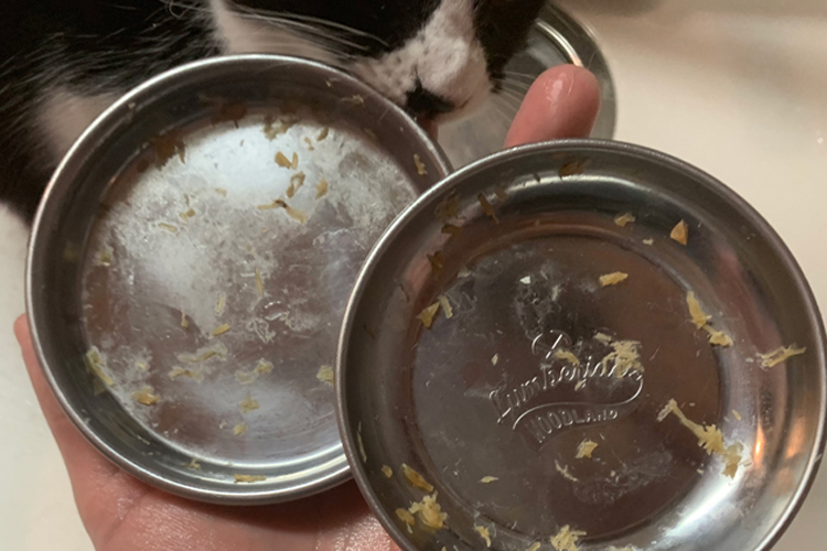 猫の食器のぬめり汚れ