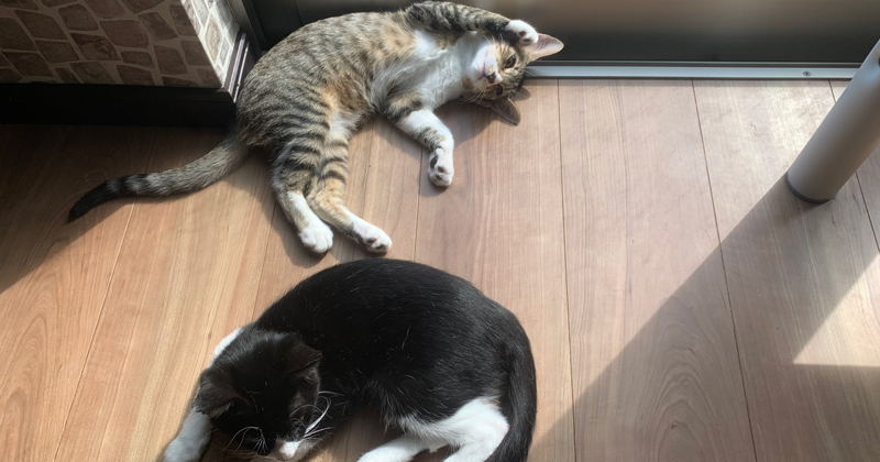 Dog&Cat CLEARの愛猫ディアとシェリ2 ペットショップスタッフの本音ページ