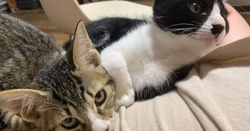 Dog&Cat CLEARの愛猫ディアとシェリ3 ペットショップスタッフの本音ページ