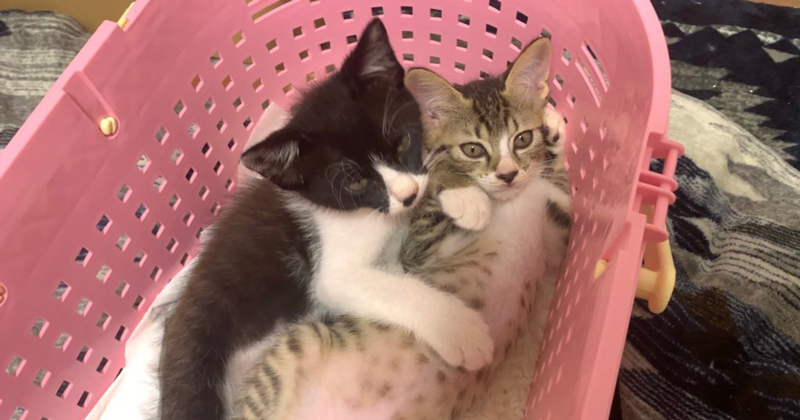 Dog&Cat CLEARの愛猫ディアとシェリ4 ペットショップスタッフの本音ページ