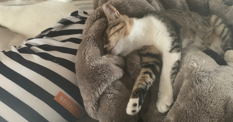 Dog&Cat CLEARの愛猫ディアとシェリ5 ペットショップスタッフの本音ページ