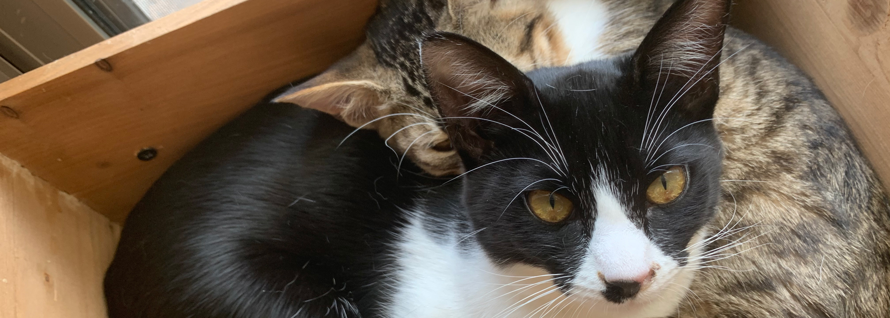 Dog&Cat CLEARの愛猫ディア・シェリ ペットショップスタッフの本音ページ